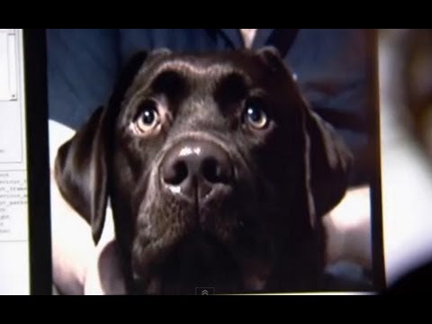 Can dogs sense emotion? - Horizon: The Secret Life of the Dog - BBC