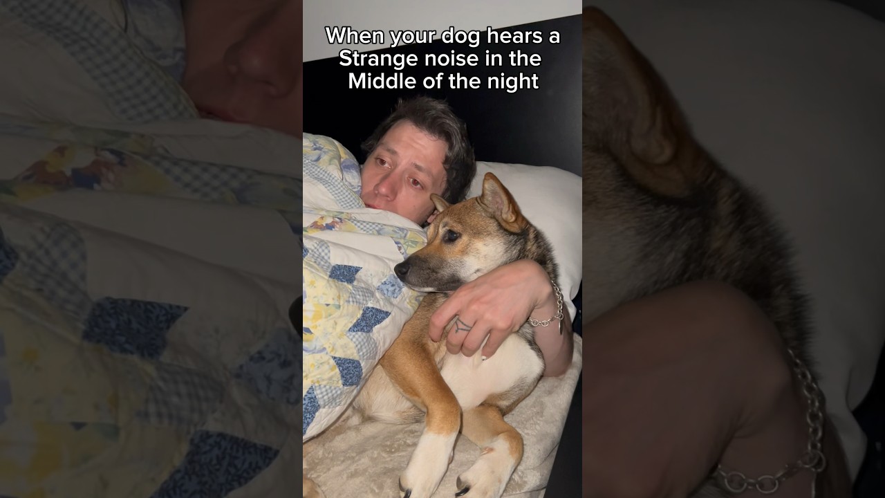 Can dogs sense ghosts? #dogs #dogdad  #dogcomedy #dogfunny #funnydogs #doglove #dog #shiba #shibadog