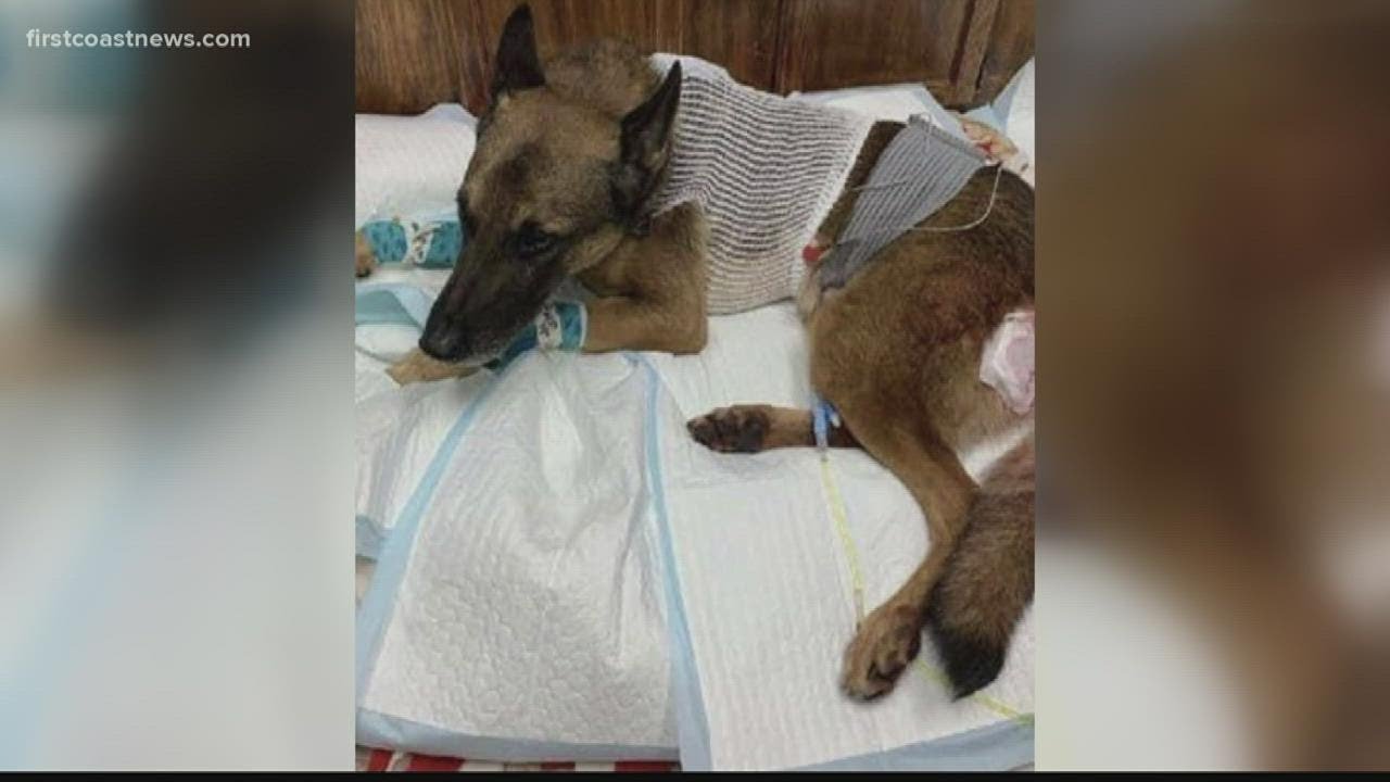 Can dogs suffer from PTSD?