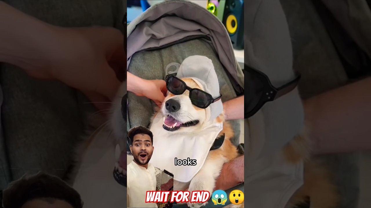 Can We Sneak Our Dog Into the Restaurant in a Baby Stroller? it's#shorts #viral #trending #funny