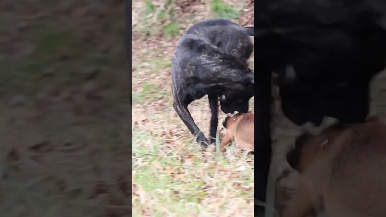 cane corso vs patterdale terrier game