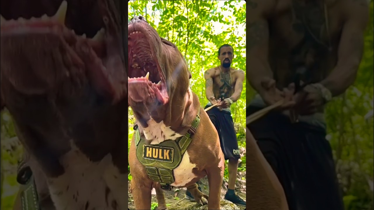 CaneCorso vs Kangal vs pitbull 😱 #dog #americanbully #pitlove #pitbullegatos #dragonspitkennel #dog