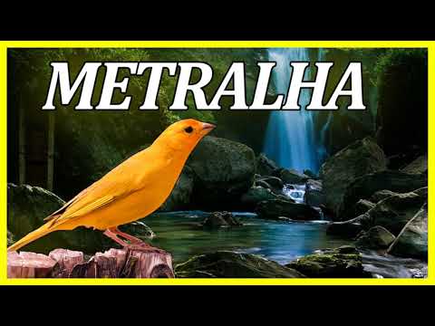 CANÁRIO DA TERRA CANTO METRALHA