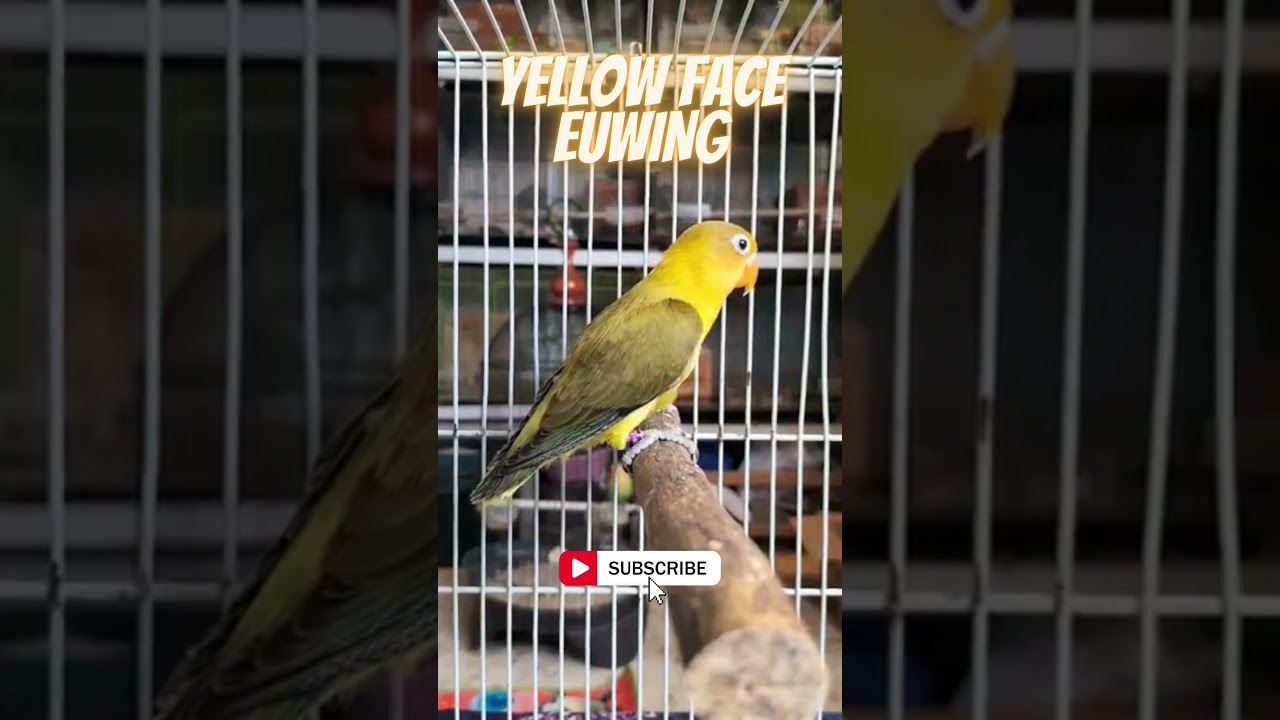 CANTIK 💗 YELLOW FACE EUWING #shorts