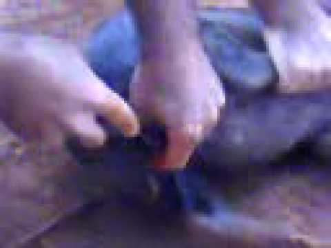 capando  porco(castrando)