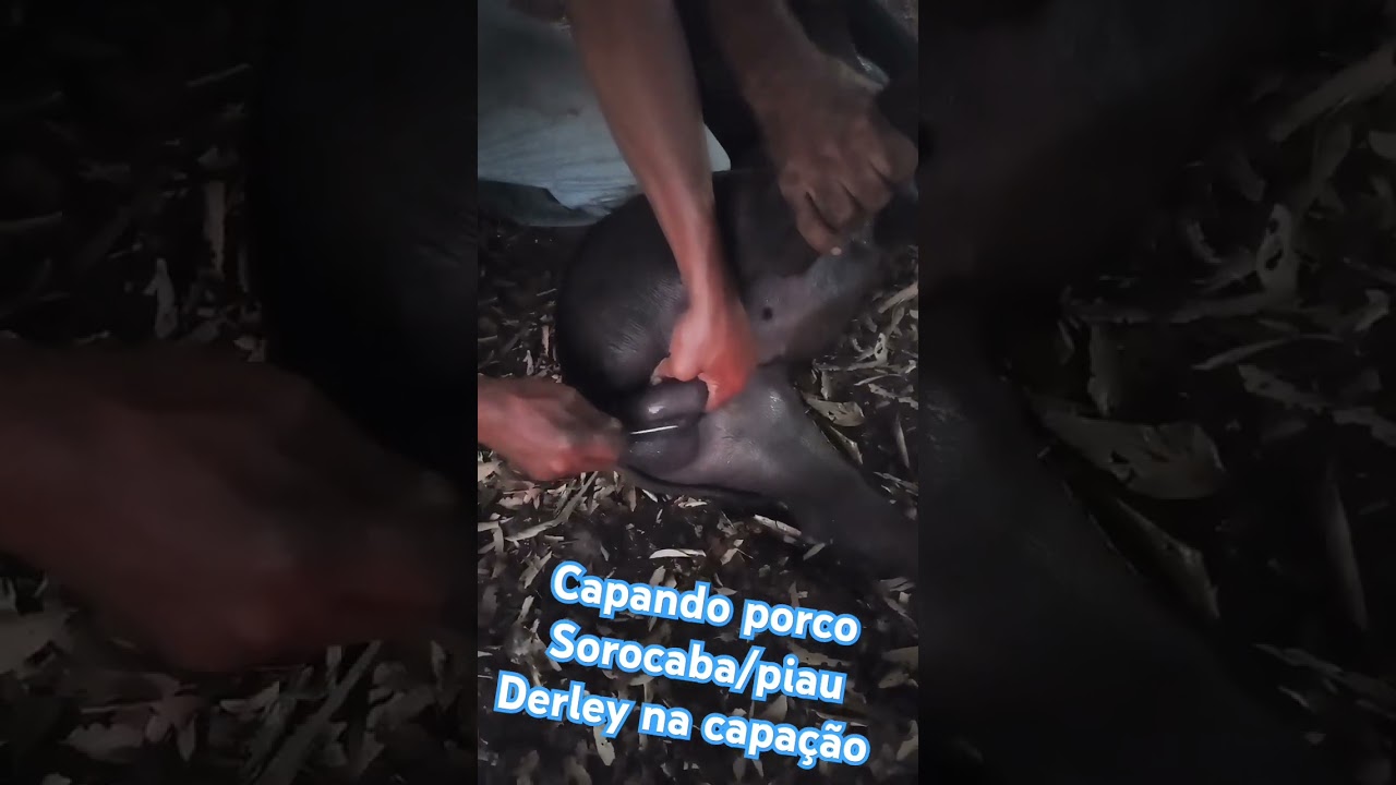 capando castrando porco piau cruzado com Sorocaba #porco #chiqueiro #castração