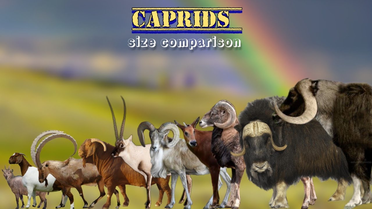 CAPRIDS - Size comparison | Goats & Sheep.