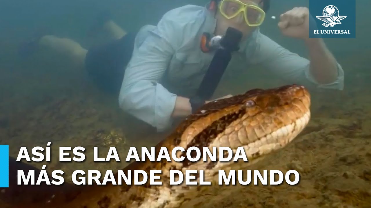 Captan a la anaconda más grande del mundo en la selva amazónica