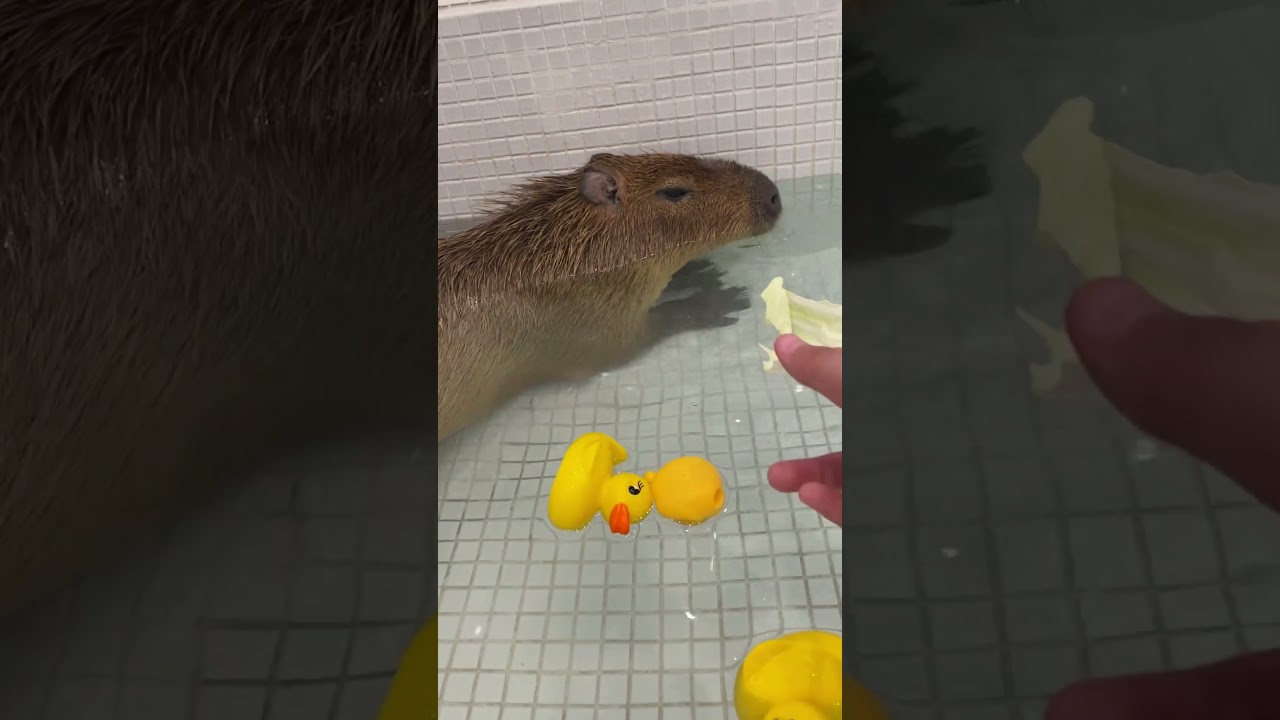 Capybara swim 🗣️🗣️🗣️#capybara #swim