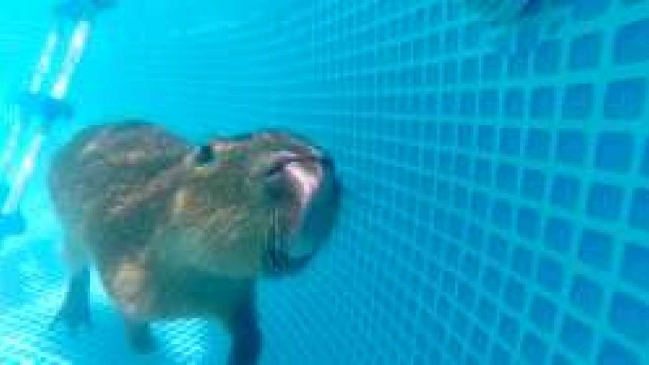 Capybara swimming in the pool