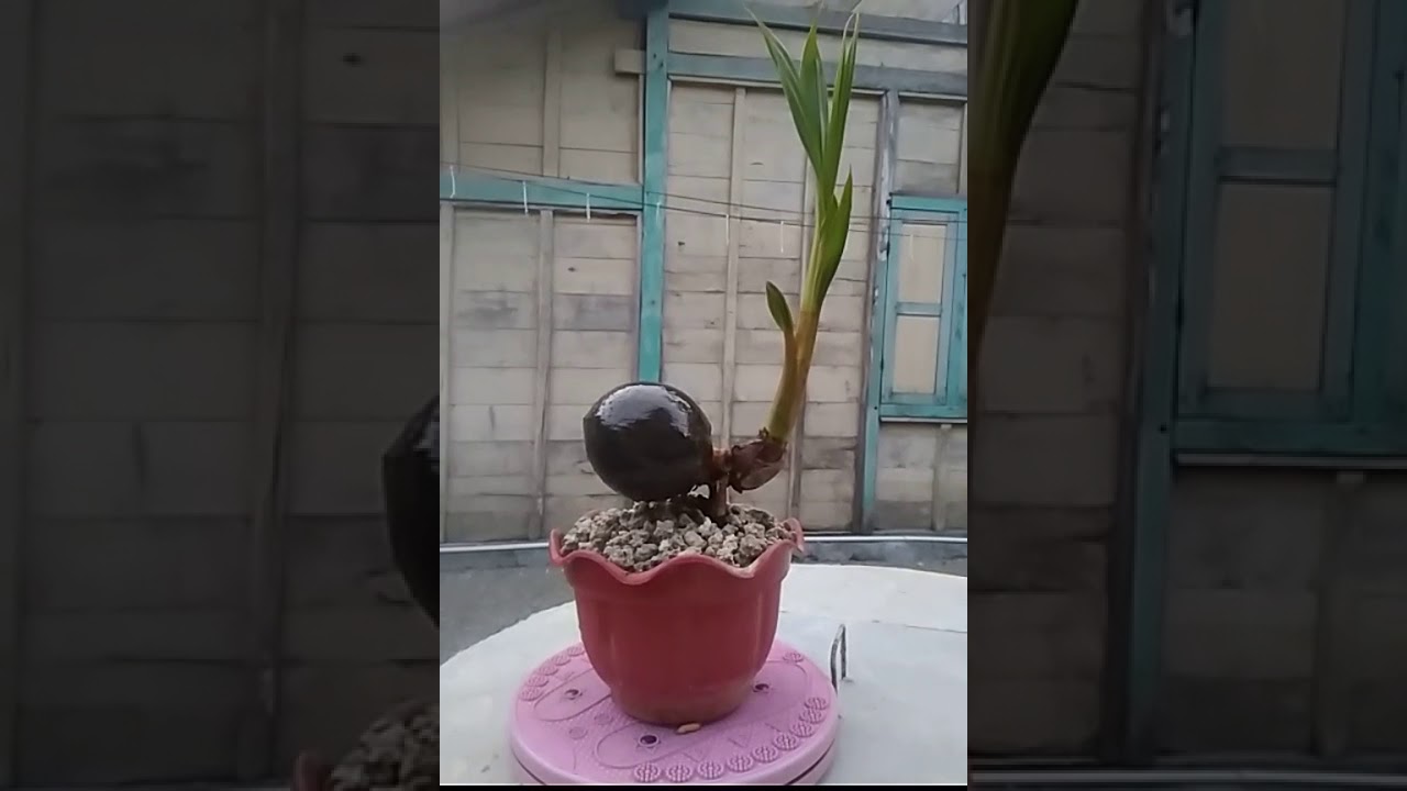 Cara Bonsai Kelapa Pantat Nungging