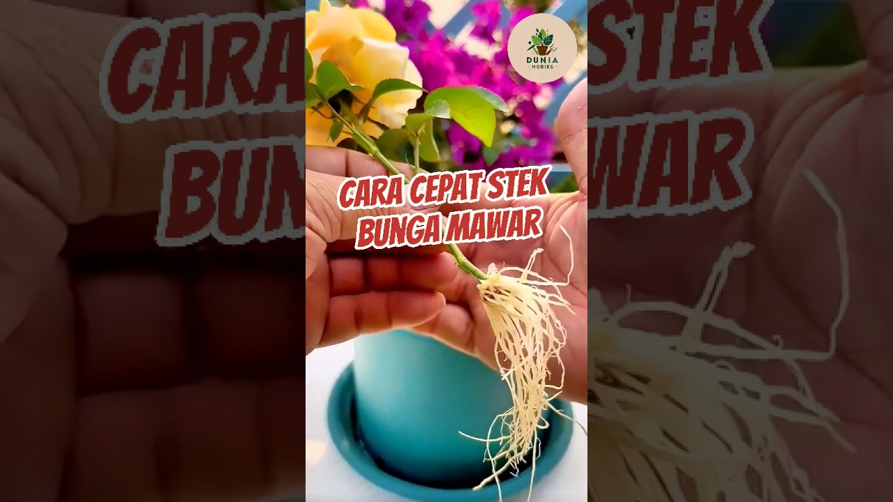 Cara Cepat Stek Bunga Mawar