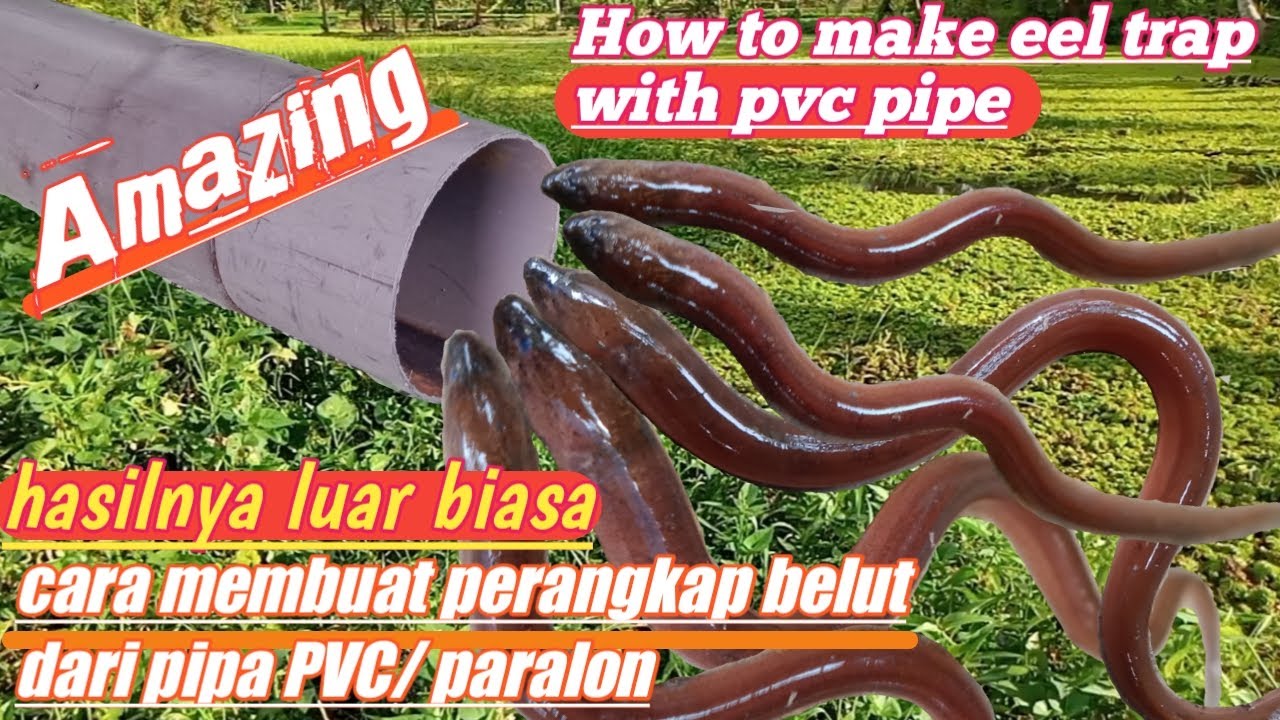 Cara membuat perangkap belut dari pipa PVC
