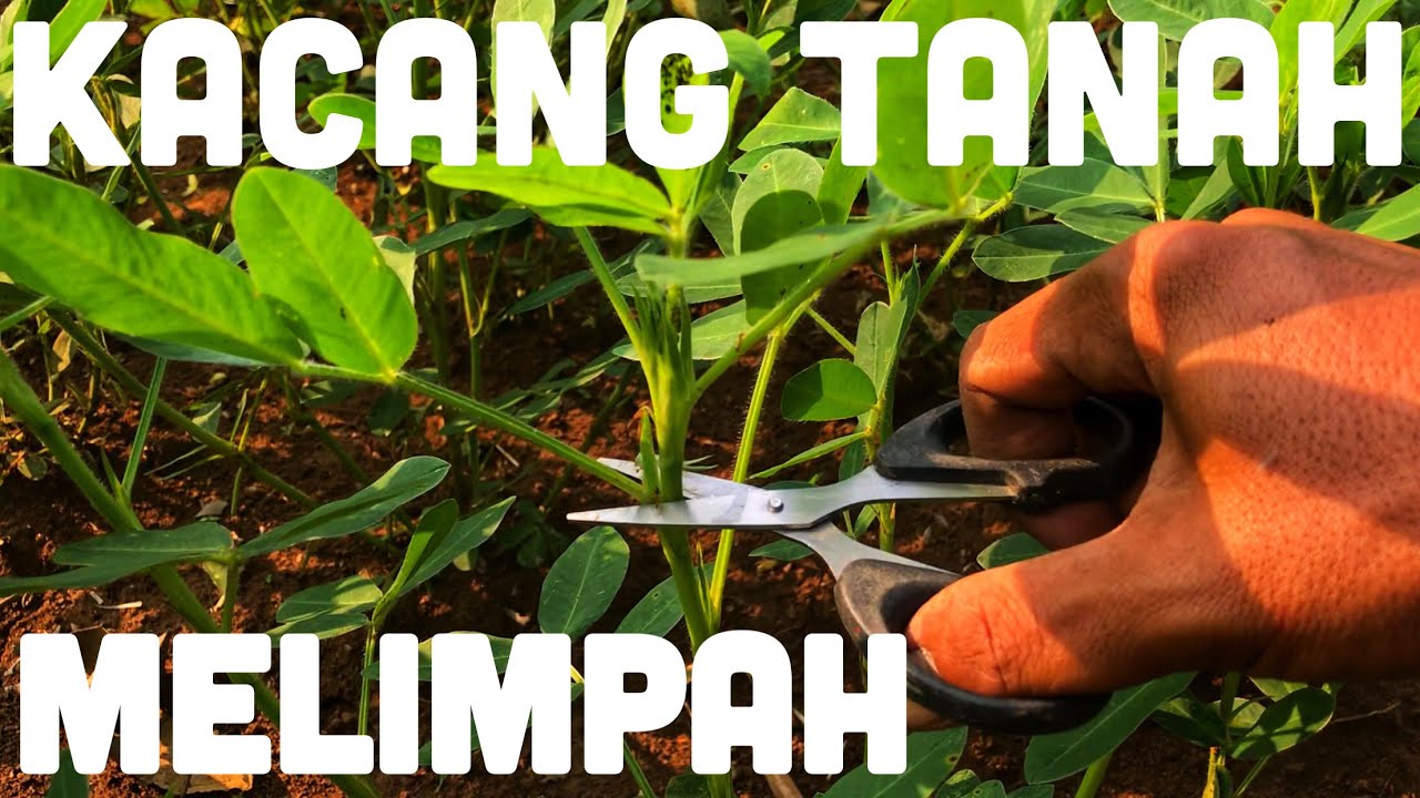 CARA MUDAH AGAR HASIL PANEN KACANG TANAH MELIMPAH DENGAN KEARIFAN LOKAL BAGIAN 1 | 2021