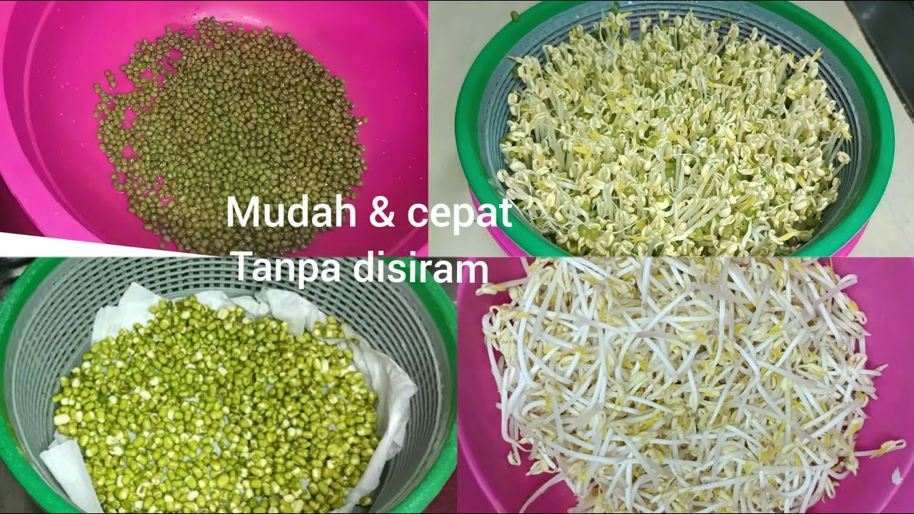 CARA MUDAH MEMBUAT TOGE TANPA DISIRAM