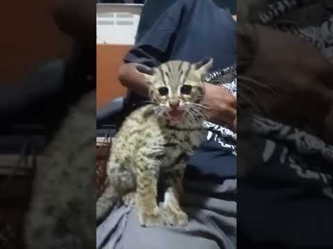 cara mudah merawat & menjinakkan kucing liar