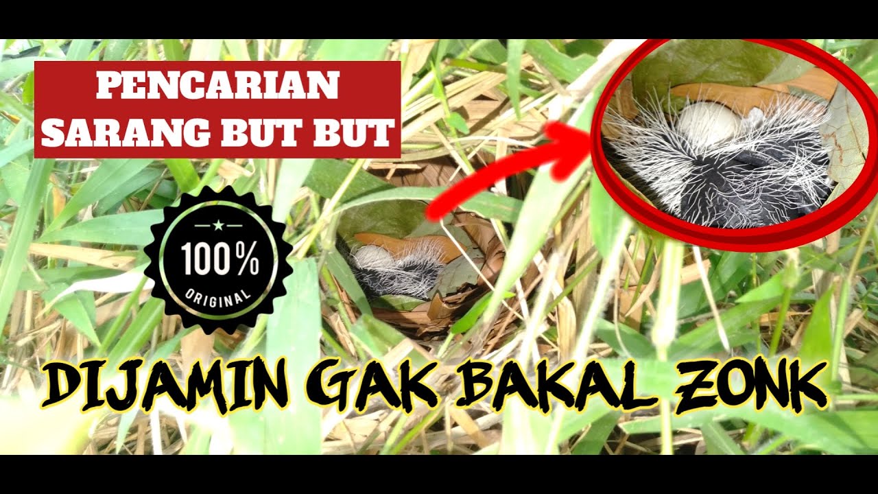 CARA PALING MUDAH || MENEMUKAN SARANG BURUNG BUT BUT (DUDUT) DI HUTAN