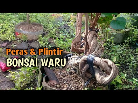 Cara Peras dan Plintir Bonsai Waru / How to make hibiscus bonsai @aribonsaiart4508
