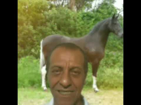 carlinhos meme audio #dalva #cleide #cavalos