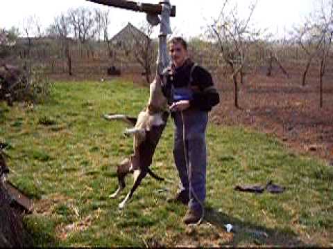 Carlos training ( Fighterbulls kennel)
