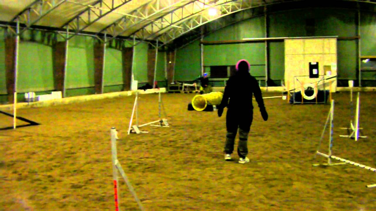 Carola och miniatyr bullterrier Nemi.MP4