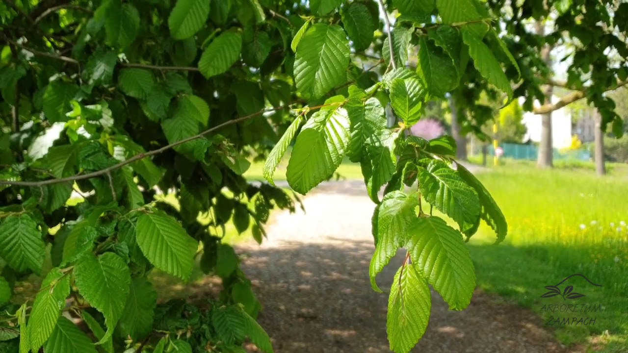 Carpinus betulus habr obecný