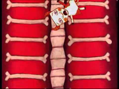 Cartoon - Wolf eats Various