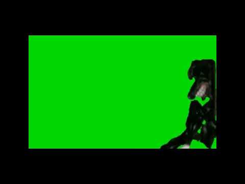 Cartoon dog green screen