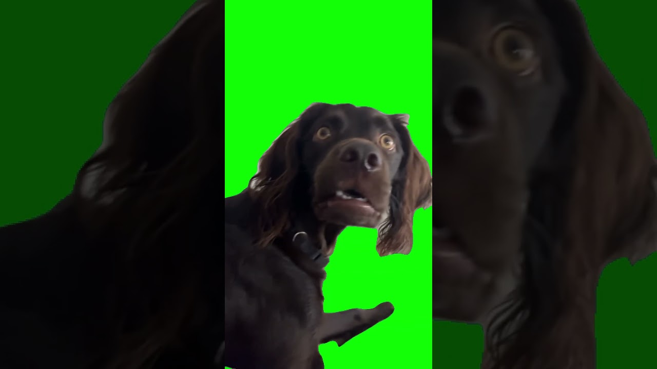 Casal de Cachorro Assustado Meme | Efeito Chroma Key Download Grátis