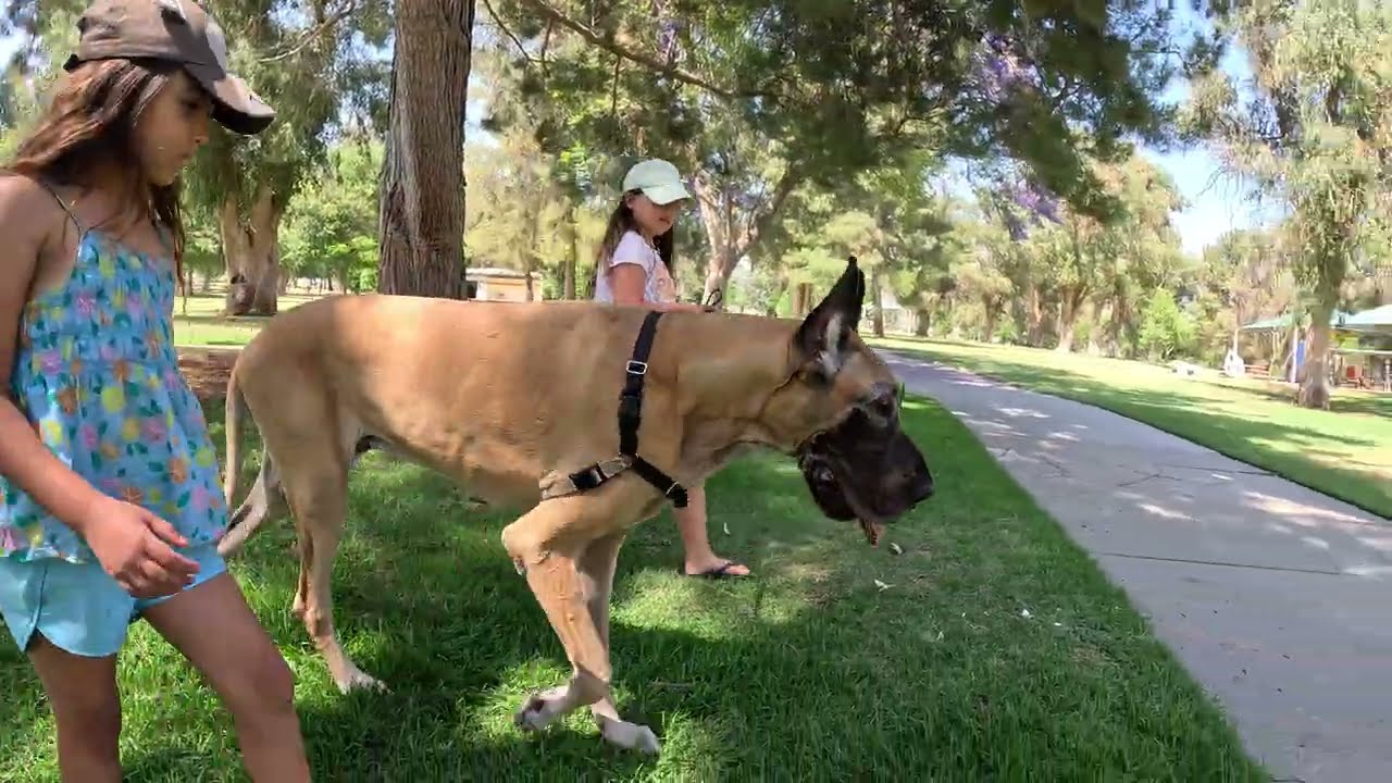 Cash 2.0 Great Dane at El Cariso Park in Sylmar