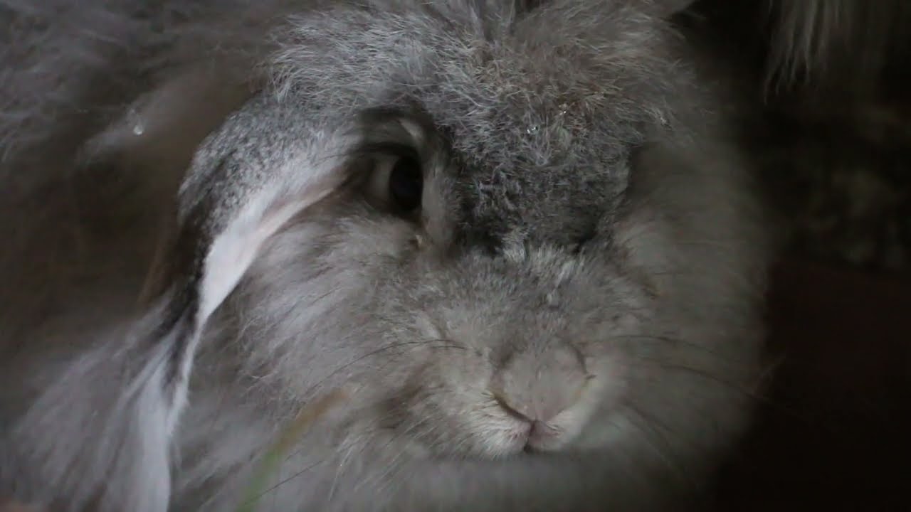 Cashmere Bunny Divina Eating