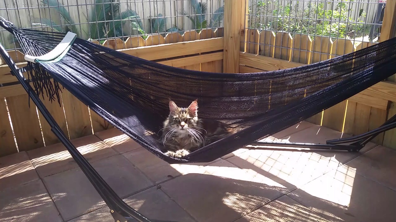 Cashmere Bunny Making Bisquits in her Hammock