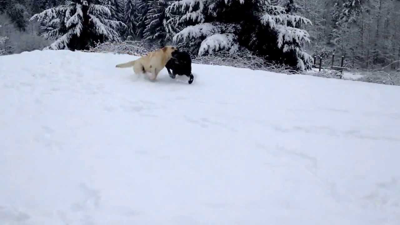 Casper,Rubi and Zadie