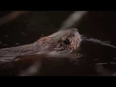 Castors d'Amérique / Kanadanmajava / American beaver