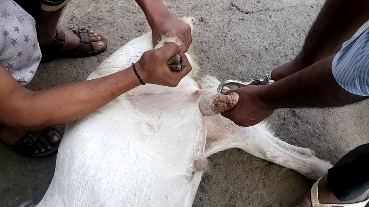 Castration process for male goats