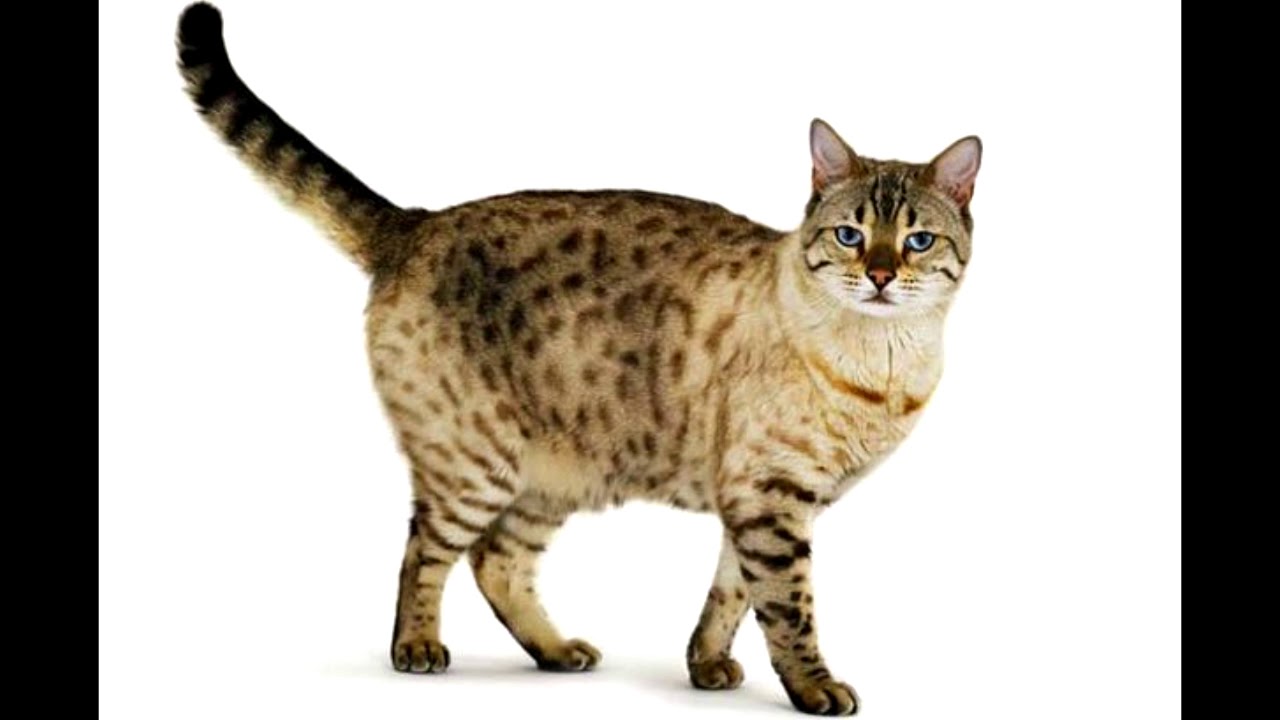 Cat Csupo