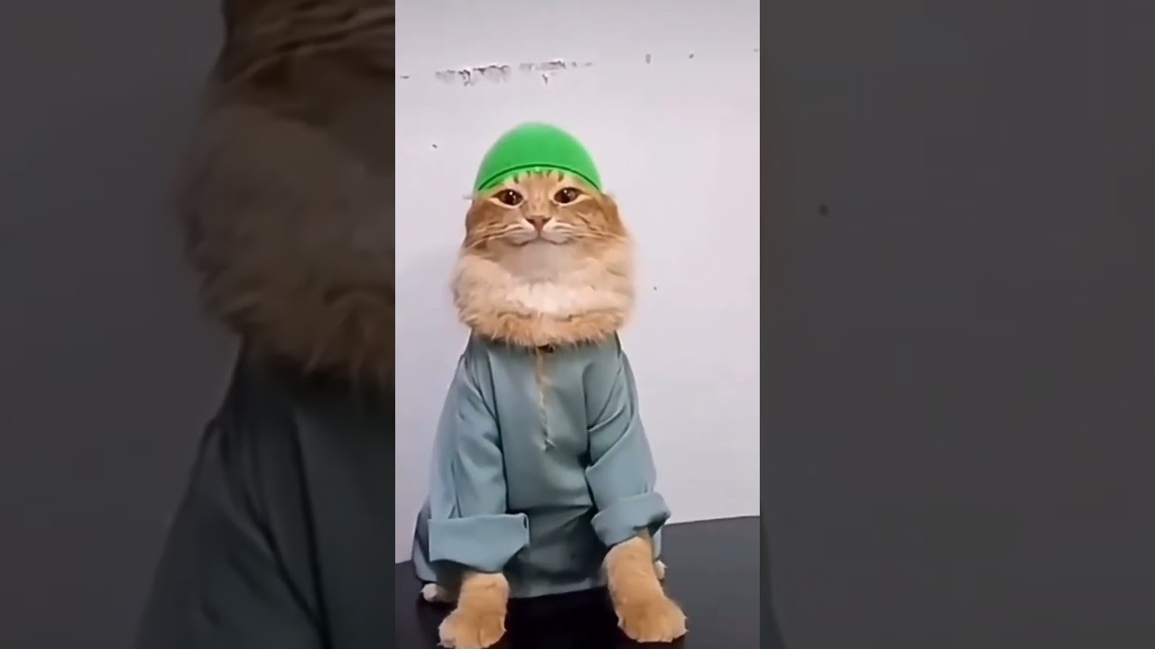#cat #dabdabidab #muslim