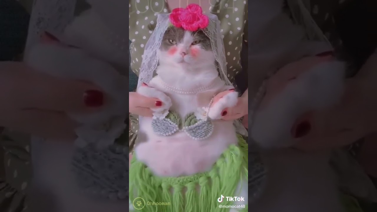 Cat dancing belly dance on tik tok video compilation l Oh Hooman l #meme_video