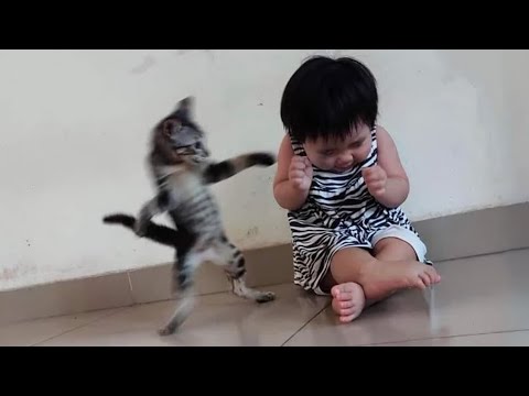 Cat Drama Level: 1000% 🤣🐱🔥