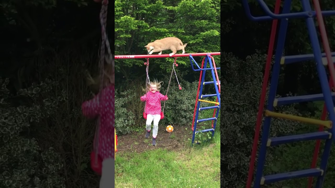 Cat Falls on Swinging Girl Who Does Backflip and Lands Like  Superhero