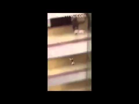 Cat falls to its death REMIX