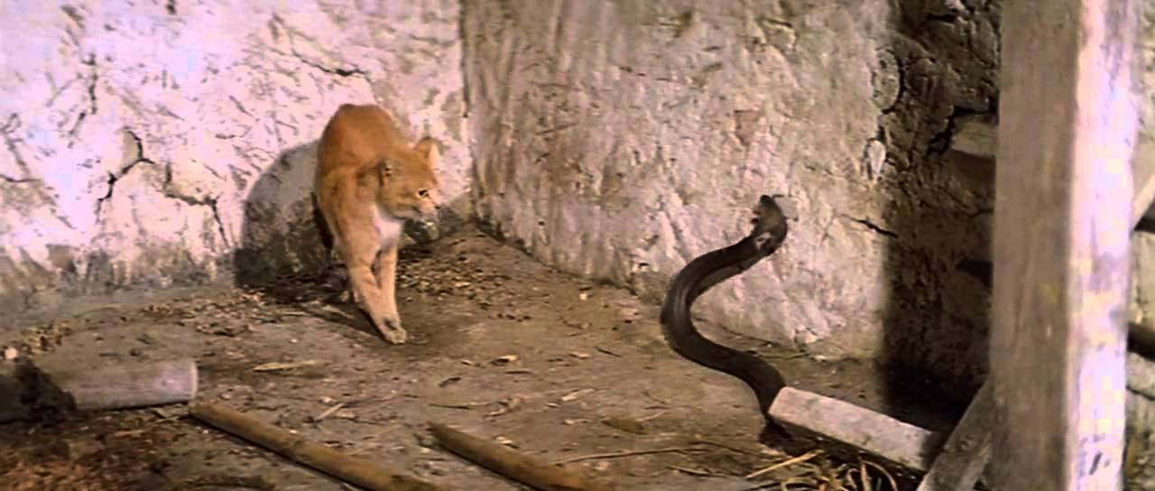 Cat Fight With Cobra (catfight)