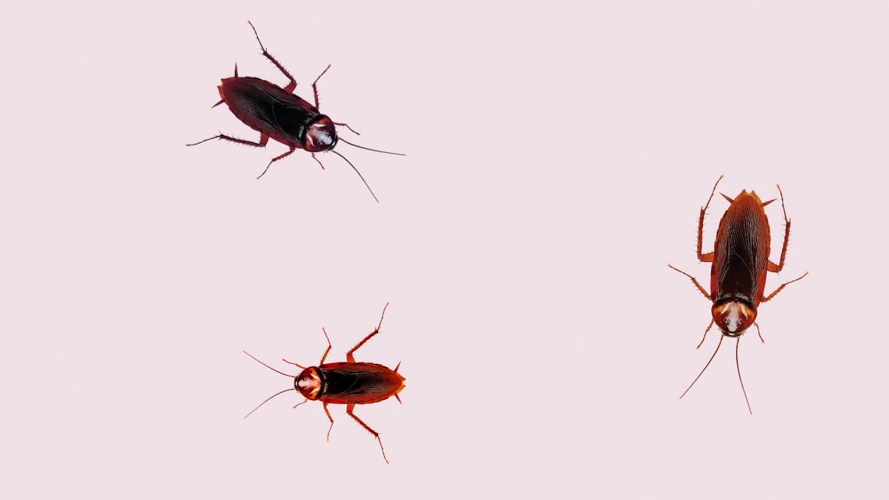 CAT GAMES - Cockroach Hunting Catching Cockroach☑️
