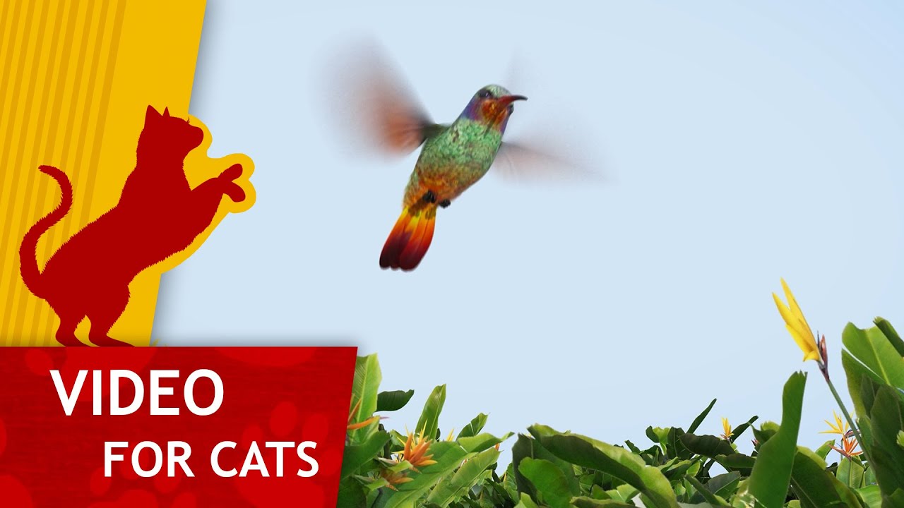 🐈Cat Games - Get That Hummingbird (4K Video for Cats to watch) with Classic Music!
