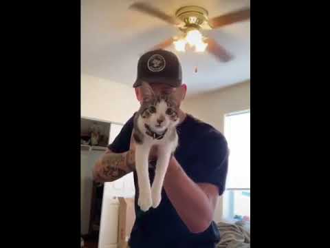 Cat gun (meow)
