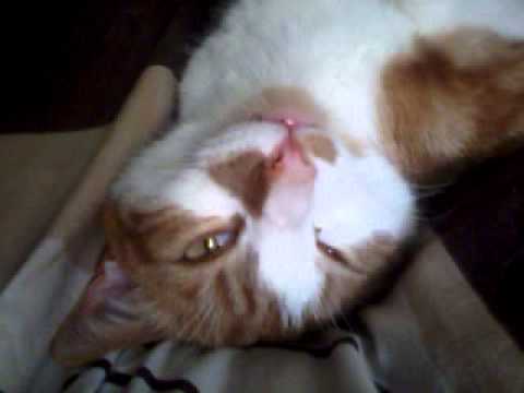 cat has the look (ak47cat)