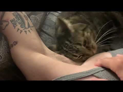Cat licking armpit