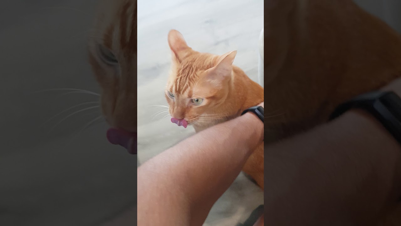 Cat licking lad for being tickled