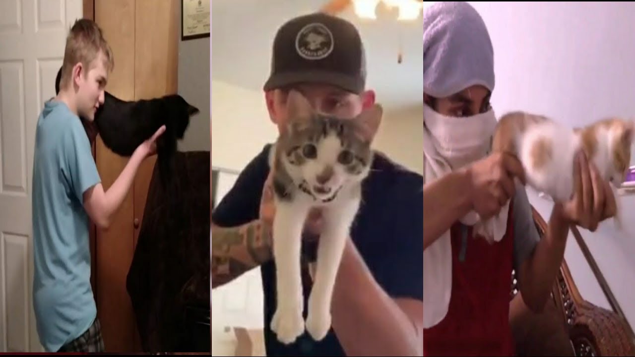 Cat machine gun funny compilation pet switch