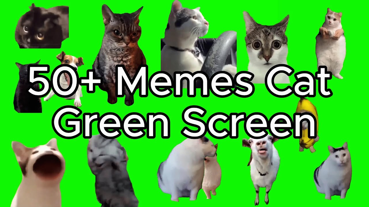 Cat Memes Green Screen || Crazy Kat Memes